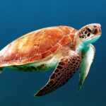 Tartaruga marinha na praia tropical - Ver tartarugas em São Tomé Praia Jalé